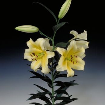 Conca D'or