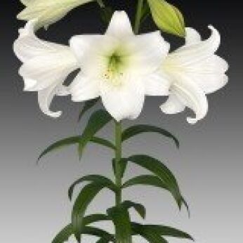 White Heaven